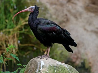 Ibis skalní