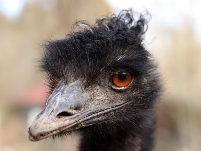 Emu hnědý