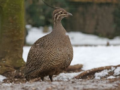 Tinama argentinská