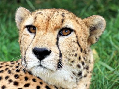 Gepard súdánský