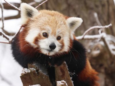 Panda červená