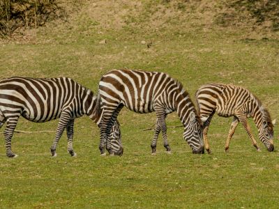 Zebra bezhřívá
