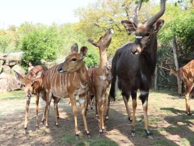 Nyala nížinná