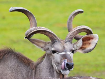 Kudu velký