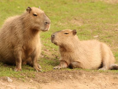 Kapybara