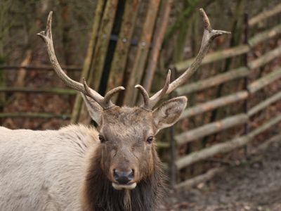 Wapiti kalifornský