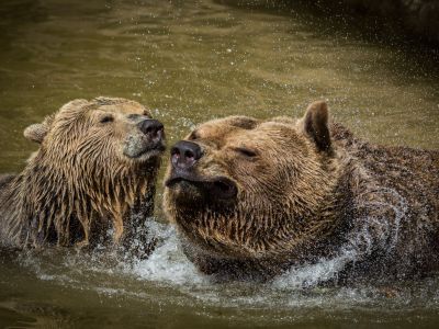 European Carnivore Campaign