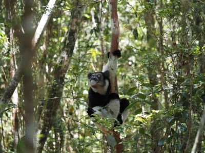 Madagascar Campaign