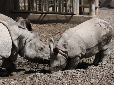 Rhino Campaign