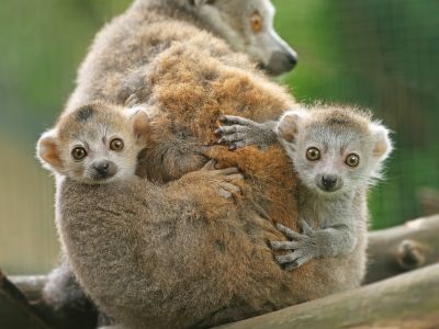 Madagaskar