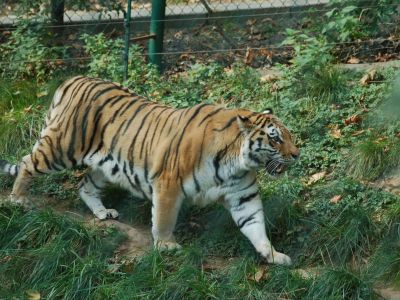 Tiger Campaign