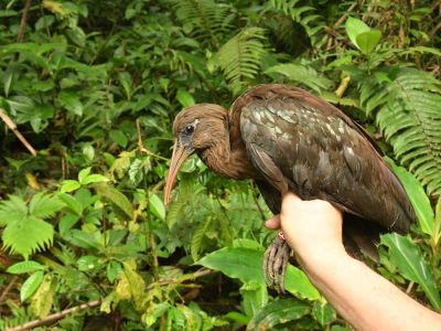 Ibis svatotomášský