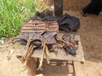 Bushmeat Campaign