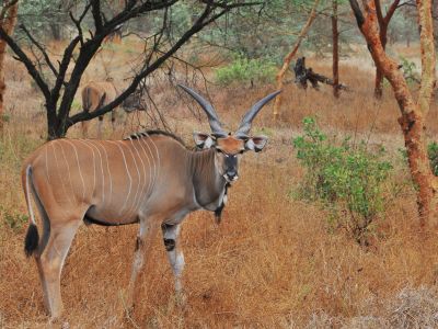 Antelope Conservation
